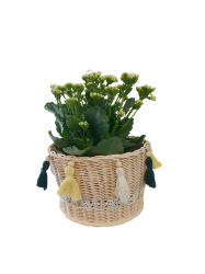 Bild von Blumenkorb aus Peddigrohr - ENE24